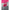 Headphones BUSHNELL Pink-3